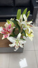 AB级香水百合花鲜花云南产地直发玫瑰康乃馨向日葵插花花束10 高品质【AB级随机色】香水百合10朵+保鲜剂 实拍图