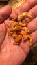 北海印象【北海产地】金钩海米尝鲜50g淡干虾米煲汤海鲜干货 源头直发包邮 实拍图