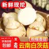云南新鲜现挖白茨菇野生马蹄菇燕粉糯慈姑火锅蔬菜 带箱3斤大果 实拍图