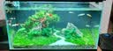 疯狂水草孔雀鱼活体水族宠物观赏鱼冷水耐活小型热带鱼淡水鱼苗 【热带混养】成品孔雀鱼+斑马鱼 实拍图