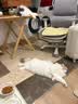 鲜朗主食猫条磷虾三文鱼油营养全价成猫幼猫湿粮无添加非零食补水湿粮 鸡肉味【12g/支】 96支【畅享装】 实拍图