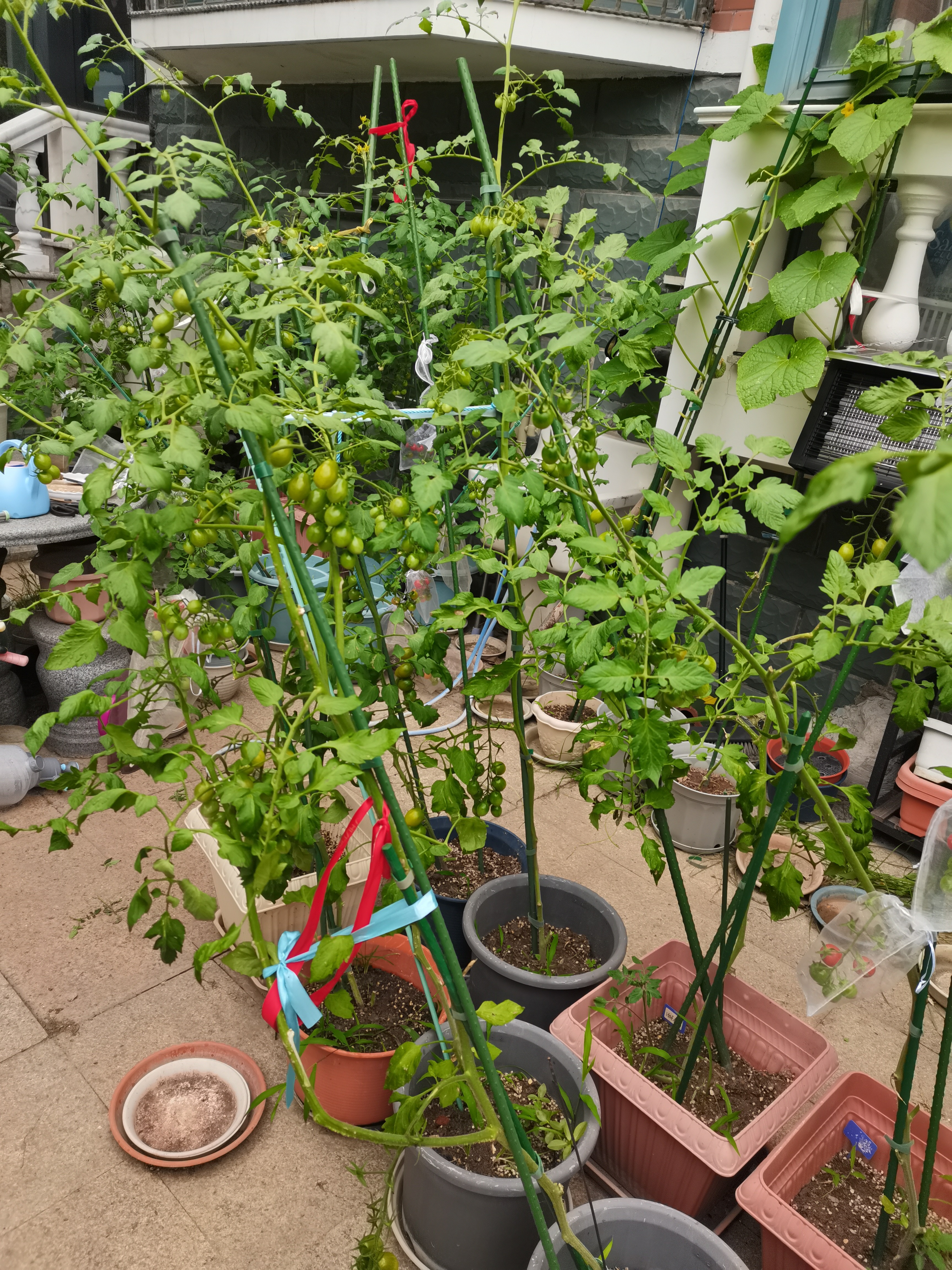 墨一【送货上门】爬藤架葡萄黄瓜豆角架种菜花支架庭院园艺花卉支撑杆 粗11mm长180cm10支 特大 实拍图