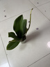 年宵花春节蝴蝶兰盆栽绿植花卉年货装饰过年四季开花大苗好养易活 白美人---【包开花】送营养液2包 带2支花剑 实拍图