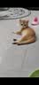 妙三多预防猫瘟猫鼻支英特威猫三联疫苗1针 实拍图