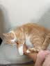 LEGENDSANDY蓝氏猫粮乳鸽10KG猎鸟乳鸽繁育20斤冻干生骨肉全价粮 乳鸽全价猫粮10kg【防伪可查】 实拍图