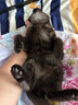 憨憨宠猫笼折叠猫笼子大号猫别墅加粗加密双层猫舍猫窝宠物猫咪用品家用 黑色 700双层 实拍图