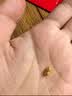 菜百首饰 黄金金种子 足金Au9999小金豆 单颗 HD 小花生单颗（不支持7天无理由退换货） 1g（不支持七天无理由退换货） 实拍图