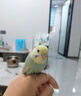 万宠汇 鸟活体虎皮鹦鹉笼养牡丹玄风活鸟学说话手养小太阳鹦鹉宠物鹦鹉 随机大头金彩鹦鹉1只公母可备注 实拍图