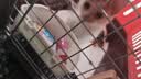 喵先生【带挂碗+垫板】宠物航空箱大号狗猫托运箱猫咪狗狗航空箱运输箱 一号 建议12斤以内 实拍图