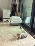 欢宠网猫玩具猫咪吸盘逗猫棒自动羽毛自嗨解闷神器铃铛猫猫幼猫小猫宠物 实拍图
