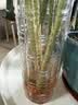 吕姆克玻璃花瓶鲜花插花水养水培容器客厅摆件轻奢高级感竹节加厚款0824 实拍图