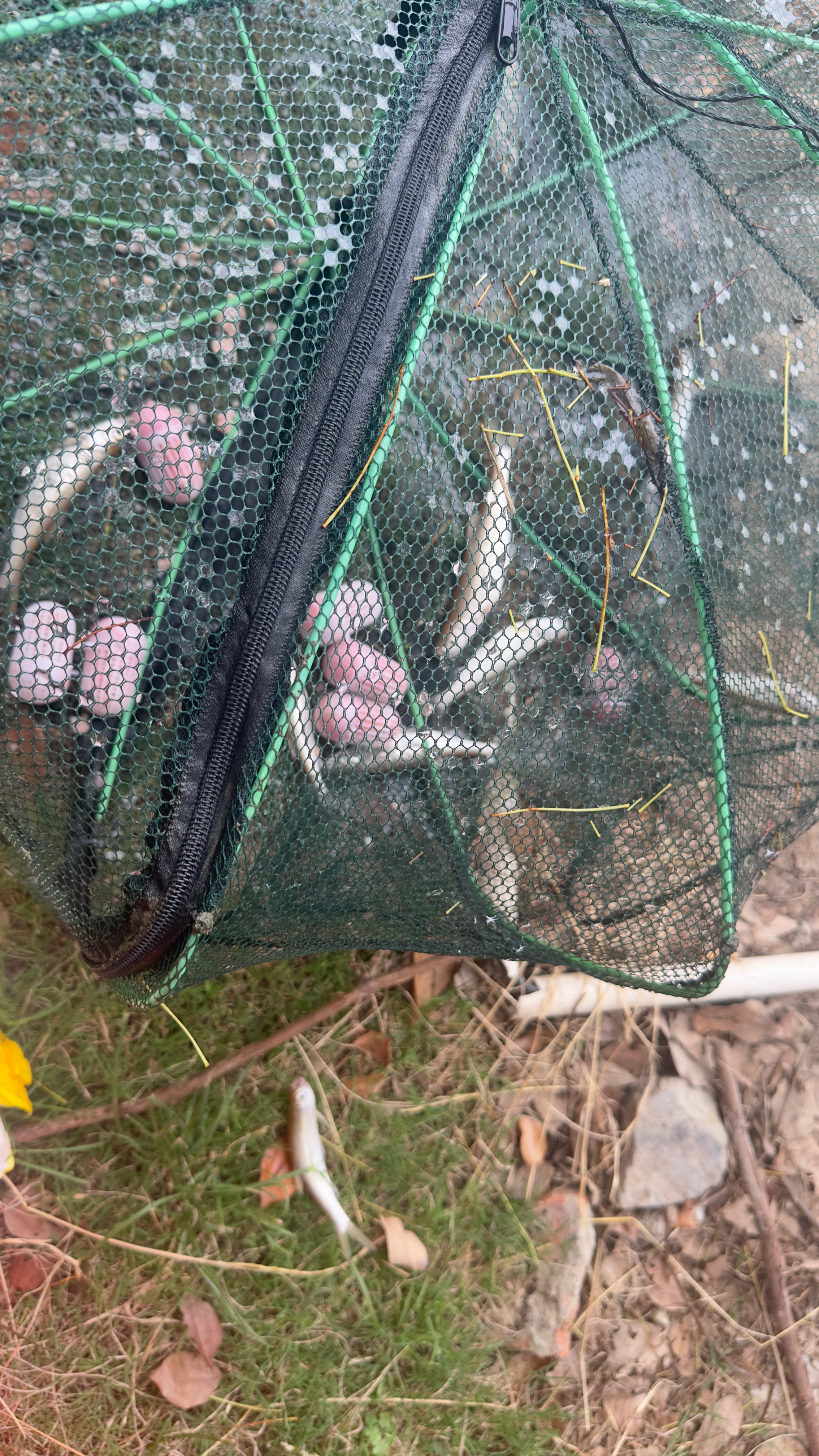 抓黄鳝龙虾泥鳅河虾捕虾药虾笼专用诱饵鳝鱼小药饵料伞笼万能鱼饵 虾笼网笼专用【3中包】送20饵球 实拍图