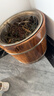 京东物流 泡脚桶木桶足浴桶家用木质洗脚盆过脚桶按摩足浴盆碳化 碳化26cm单边+足浴粉 实拍图
