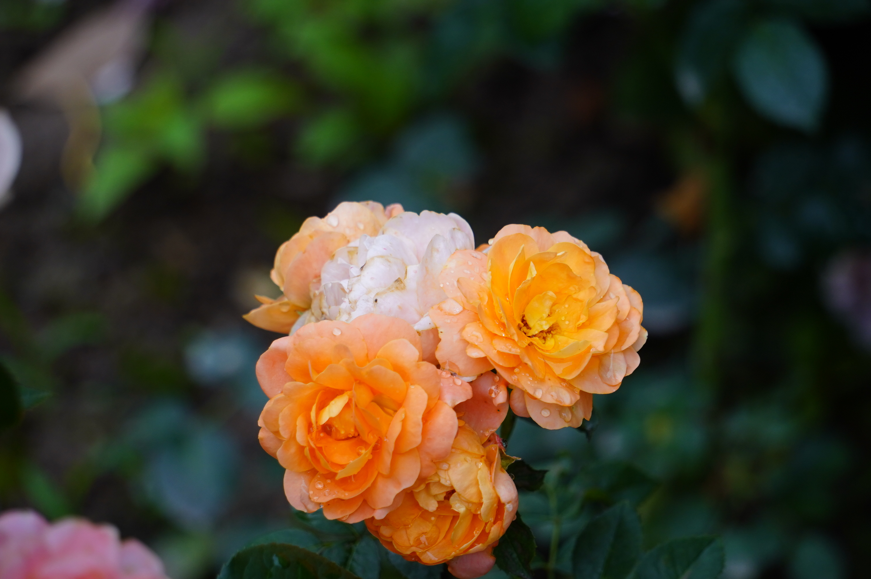 索尼（SONY）Alpha 7C 全画幅微单相机 轻便小巧简易操控实时眼部对焦 银色 （A7c/a7c/a7c） 实拍图