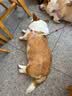 诚实一口N33 PLUS冻干犬狗粮成幼犬高鲜肉33种全面营养治挑食鸡肉鱼油16kg 实拍图