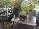 漫生活绿植盆栽托盘垫接水圆形防烂根树脂花盆底座托盘特厚外径210型3个 实拍图
