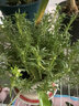 花翁重瓣太阳花苗宿根多年生枝条混色植物盆栽绿植花卉耐晒源头直发 实拍图