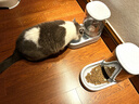 华元宠具超大容量宠物自动喂食器狗狗饮水机狗盆猫碗喂水猫咪投食器套装 实拍图