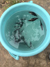鳜鱼苗桂花鱼苗淡水养殖食用翘嘴鳜大眼鳜斑鳜鱼肉食活体红纹鳜鱼 鳜鱼苗7-9厘米20条送10%防损 晒单实拍图