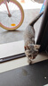 金宇金喵乐猫三联疫苗3针+狂犬1针 【京东冰仓直发】猫咪疫苗自打套餐 实拍图