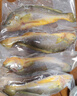 三都港 冷冻海捕小黄鱼700g 24-29条 黄花鱼 深海鱼 生鲜 鱼类 烧烤食材 实拍图
