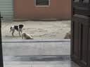 疯狂小狗狗粮幼犬成犬全价粮10kg 金毛泰迪中大型小型通用鸭肉梨20斤 实拍图