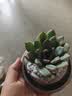 精品多肉植物组合盆栽办公室内桌面绿植花卉盆栽仙人掌仙人球多肉 侧影+宝莲灯瓷盆栽好 实拍图