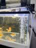 鱼呼吸鱼缸增氧气泵配件 气泡石*2个 家用水族箱加溶细化沙头 实拍图