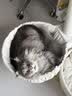 兽牌森林猫爬架大型猫树猫窝一体豪华剑麻猫架太空舱缅因大猫四季适用 森林Plus【实木上漆款】 实拍图
