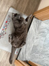 萌宠兄弟宠物耳朵精油棉签猫咪狗狗掏耳屎耳道去耳螨抑菌止痒除臭清洁棉棒 实拍图