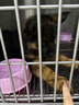 蒂瑞科纯种德牧幼犬弓背黑背德国牧羊犬活体大型狼狗猎犬宠物狗 血统级 实拍图