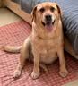 福来恩（FRONTLINE）狗进口驱虫内外同驱套装去蜱蚤大犬 滴剂1支装+犬心保L体验装 实拍图