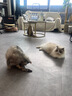 京东京造猫粮鸡肉味全价成猫粮10kg三文鱼肉营养美毛长肉质检流浪救助 实拍图