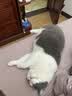 NOW FRESH效期新鲜-进口无谷成猫粮 优质蛋白呵护泌尿全猫通用 8磅/3.63kg 实拍图