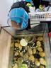 坤宁王自动喂鱼器鱼缸自动喂食器小型鱼金鱼自动投食器定时喂鱼器 实拍图