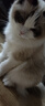 普安特宠物猫咪驱虫药体外驱虫滴剂幼猫驱虫跳蚤非泼罗尼爱滴克 实拍图