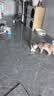 布兰德全价鲜煮主食猫条罐头湿粮幼猫成猫增肥猫条 甜虾北极贝32支装 实拍图