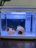 森森 小鲤鱼缸过滤器净水循环三合一内置水族箱过滤系统XQP-500F 6W 实拍图
