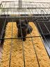 憨憨宠猫笼折叠猫笼子大号猫别墅加粗加密双层猫舍猫窝宠物猫咪用品家用 黑色 850双层 实拍图