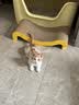 喵先生猫包外出大号宠物包太空舱猫咪背包便携包猫狗双肩包猫包车载箱包 卡其棕 实拍图