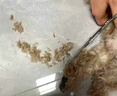 皇佳宠宠物美容剪刀狗狗猫咪造型弯剪7寸不锈钢犬猫通用宠物修毛剪子 实拍图