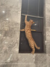 parlmu帕蓝姆猫零食猫条桶装成猫幼猫猫湿粮罐头混合口味汤包猫食品 三文鱼+金枪鱼+鸡肉丨零食猫条200支 实拍图