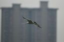 索尼（SONY）E 70-350mm F4.5-6.3 G OSS APS-C半画幅超远摄变焦G镜头 基础防护套装（SEL70350G） 实拍图