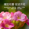 史丹利园艺骨粉颗粒500g 花肥料促花养花高磷高钾脱脂开花种菜蔬菜用 实拍图