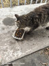 亿迪 猫粮冻干10斤成猫幼猫国产全价布偶蓝猫银渐层全阶段专用 实拍图