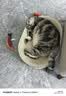 布兰德功能主食猫条结齿清洁口腔湿粮成幼猫全价营养牛肉32支装 实拍图