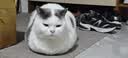 喵梵思猫主粮全价猫粮全期全种通用幼猫成猫营养宠物猫粮猫主粮 汉欧量贩大包装10斤 2个月及以上 实拍图