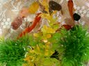 金鱼草金鱼观赏鱼冷水好养耐活小鱼苗锦鲤 5-7cm 红草金买3条送3条（加备损） 实拍图