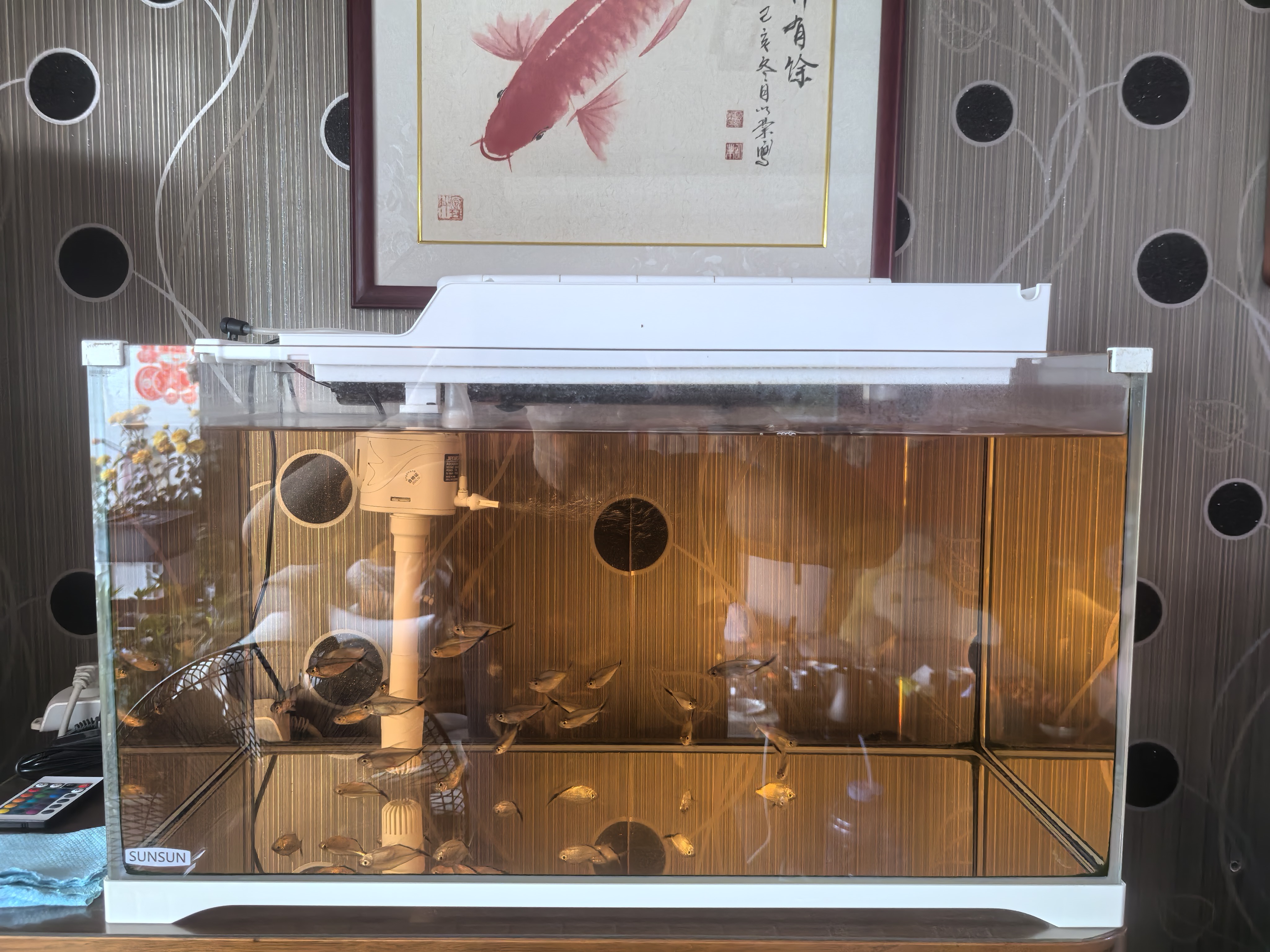 森森（SUNSUN）氧气泵家用养鱼增氧泵小型YQT-60 5W单孔气盘套餐 实拍图