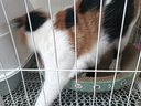 疯狂的主人猫抓板窝碗形大号猫抓盆不掉屑猫窝宠物猫玩具瓦楞纸猫爪板 实拍图